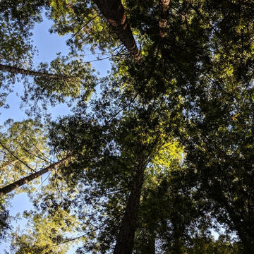 tall trees seen from the ground